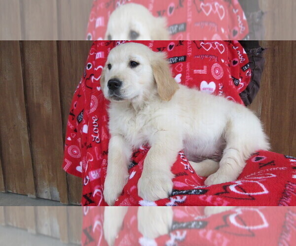 Medium Photo #5 Golden Retriever Puppy For Sale in PORT TREVORTON, PA, USA
