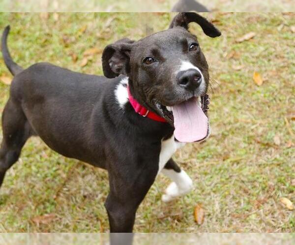 Medium Photo #1 Great Dane-Unknown Mix Puppy For Sale in Tallahassee, FL, USA