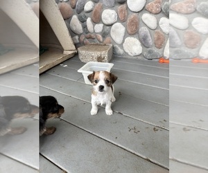 Jack Russell Terrier-Morkie Mix Puppy for sale in BANGOR, CA, USA