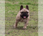 Small Photo #3 French Bulldog Puppy For Sale in BUCHANAN DAM, TX, USA