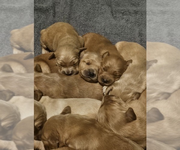 Medium Photo #7 Golden Retriever Puppy For Sale in CUMMING, GA, USA