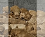 Small Photo #7 Golden Retriever Puppy For Sale in CUMMING, GA, USA
