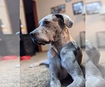 Small Photo #1 Great Dane Puppy For Sale in BLAINE, MN, USA