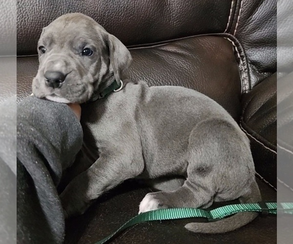 Medium Photo #16 Great Dane Puppy For Sale in OGDEN, UT, USA