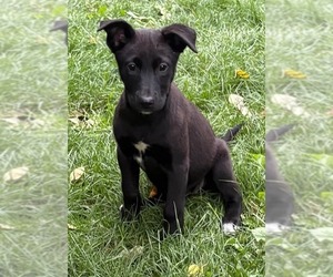 Labsky Dogs for adoption in Anchorage, AK, USA