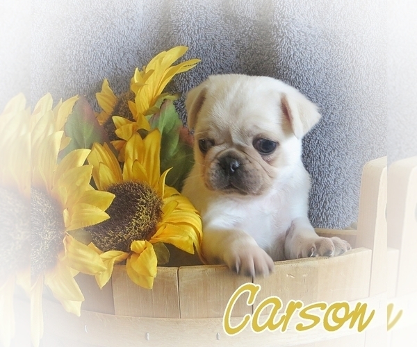 Medium Photo #1 Pug Puppy For Sale in ELVERSON, PA, USA