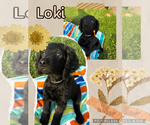 Puppy Loki Goldendoodle