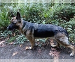 Small Photo #1 German Shepherd Dog Puppy For Sale in OAK GROVE, OR, USA