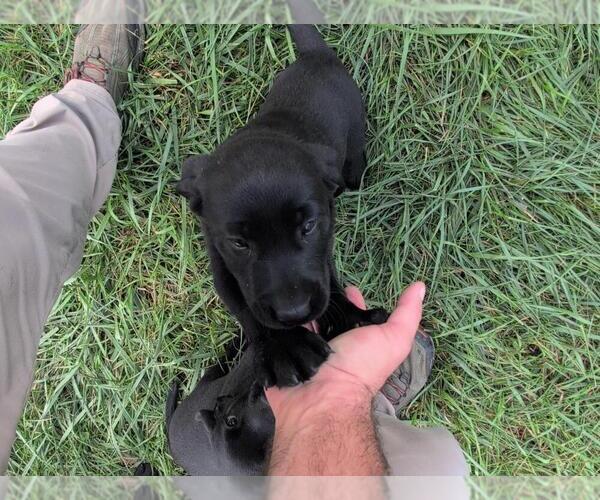 Medium Photo #4 Labrador Retriever Puppy For Sale in EDINBURG, VA, USA