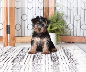 Yorkshire Terrier Puppy for sale in NAPLES, FL, USA