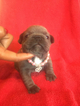 Small Photo #1 French Bulldog Puppy For Sale in RIVERSIDE, CA, USA