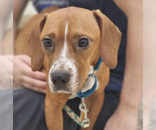 Medium Photo #9 Beagle-Unknown Mix Puppy For Sale in Shermans Dale, PA, USA