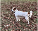 Small #3 Brittany Mix