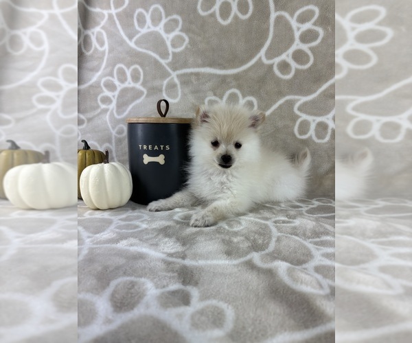 Medium Photo #3 Pomeranian Puppy For Sale in INDIANAPOLIS, IN, USA