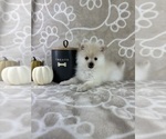 Small #2 Pomeranian