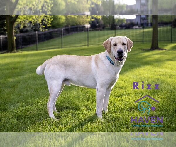 Medium Photo #2 Labrador Retriever Puppy For Sale in Omaha, NE, USA