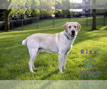 Small #1 Labrador Retriever