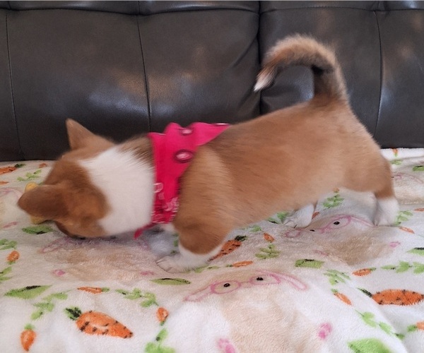 Medium Photo #11 Pembroke Welsh Corgi Puppy For Sale in ARROYO GRANDE, CA, USA