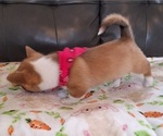Small #10 Pembroke Welsh Corgi