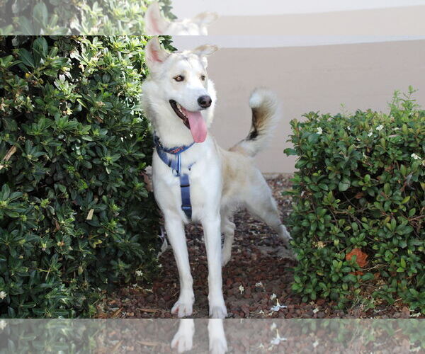 Medium Photo #2 Siberian Husky-Unknown Mix Puppy For Sale in Yuba City, CA, USA