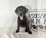 Small #2 Labrador Retriever