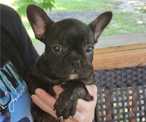 French Bulldog Puppy for sale in MILAN, GA, USA