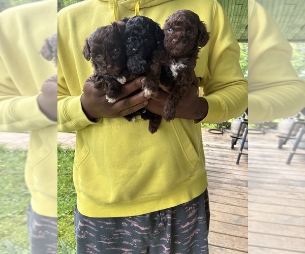 Medium Photo #1 YorkiePoo Puppy For Sale in VANCEBURG, KY, USA