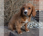 Small Photo #17 Cavapoo Puppy For Sale in CELINA, OH, USA