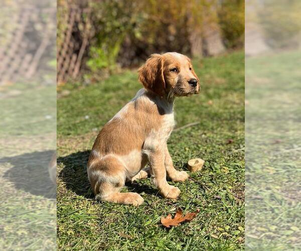 Medium Photo #36 Brittany Puppy For Sale in BERKSHIRE, NY, USA