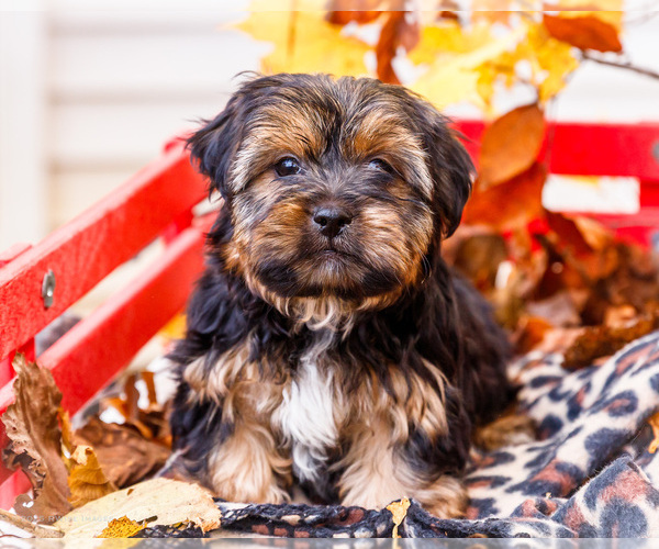 Medium Photo #2 Shorkie Tzu Puppy For Sale in WAKARUSA, IN, USA