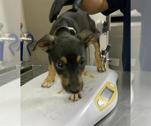 Chihuahua-Unknown Mix Dogs for adoption in Visalia, CA, USA