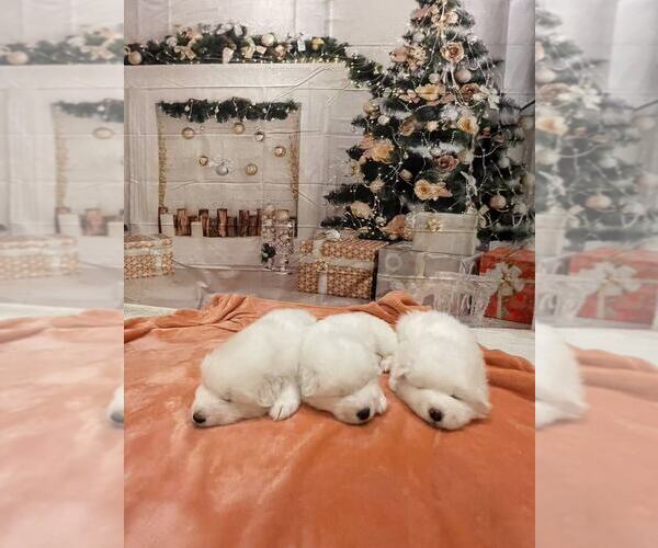 Medium Photo #11 Samoyed Puppy For Sale in DALY CITY, CA, USA