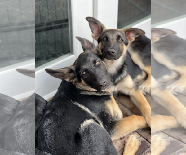 Medium Photo #2 German Shepherd Dog Puppy For Sale in San Diego, CA, USA