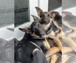 Small #1 German Shepherd Dog