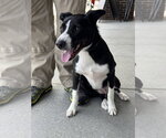 Small #3 American Staffordshire Terrier-Border Collie Mix