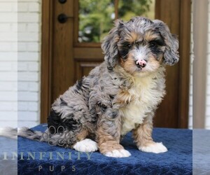 Bernedoodle (Miniature) Puppy for sale in NARVON, PA, USA