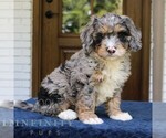Image preview for Ad Listing. Nickname: Duke