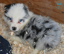 Small Photo #4 Border Collie Puppy For Sale in WHITE SALMON, WA, USA