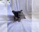 Small #2 French Bulldog