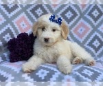 Small Photo #5 Aussiedoodle Puppy For Sale in LAKELAND, FL, USA