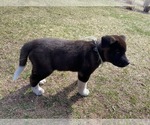 Puppy 2 Akita