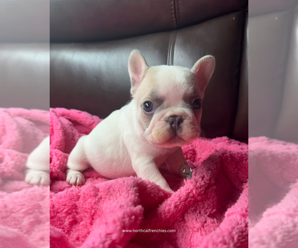 Medium Photo #3 French Bulldog Puppy For Sale in SACRAMENTO, CA, USA