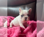 Small #2 French Bulldog