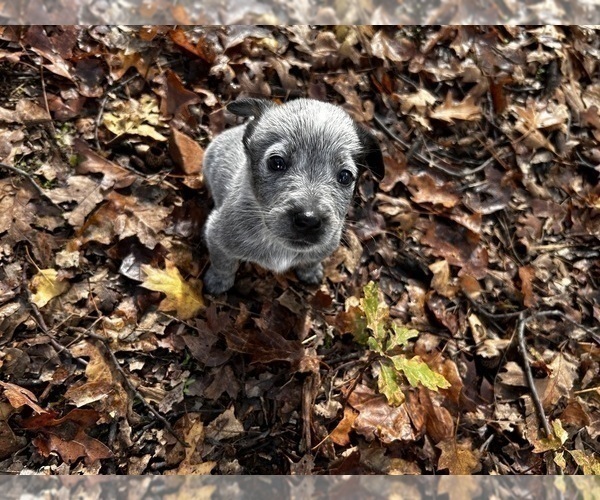 Medium Photo #3 Australian Cattle Dog Puppy For Sale in OREGON HOUSE, CA, USA