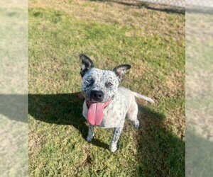 RUFUS - Male Mutt Dog for Adoption - Photo #2