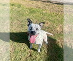 Small Photo #2 Mutt Puppy For Sale in Temple, TX, USA