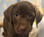 Small #5 Labrador Retriever