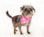 Small #2 Brussels Griffon Mix