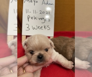 Pekingese Puppy for sale in PLANO, TX, USA