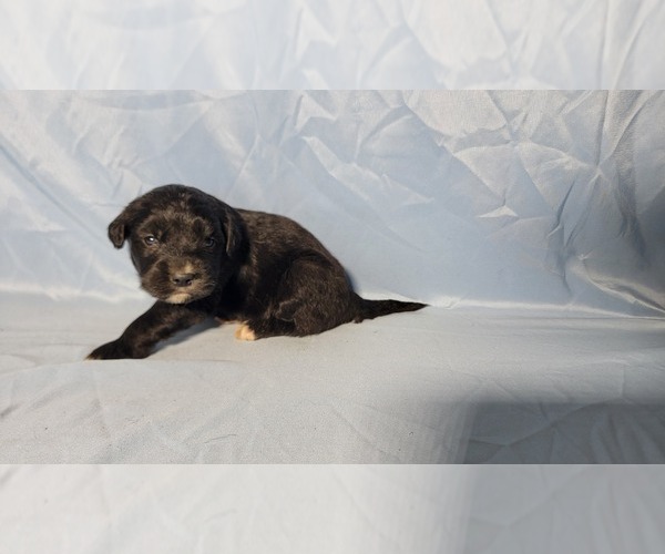 Medium Photo #9 Golden Mountain Dog Puppy For Sale in BLACK FOREST, CO, USA